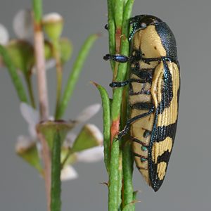 Castiarina adelaidae, PL0559, female, on Hysterobaeckea behrii, SL, 14.0 × 5.6 mm